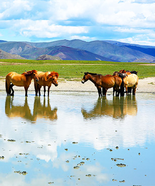 Mongolie