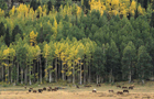 Colorado: Forêt
Vol Vail Eagle