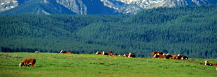 Idaho