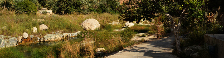 L'oasis Al Ahsa (Al Hassa)