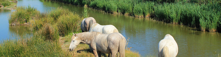 La Camargue