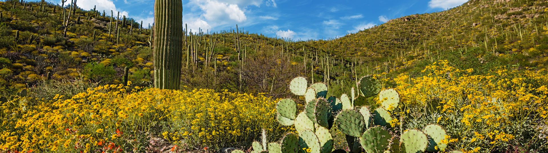 Tucson