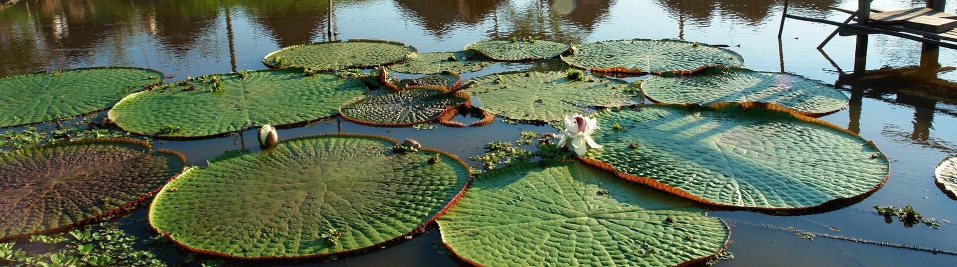 Iquitos